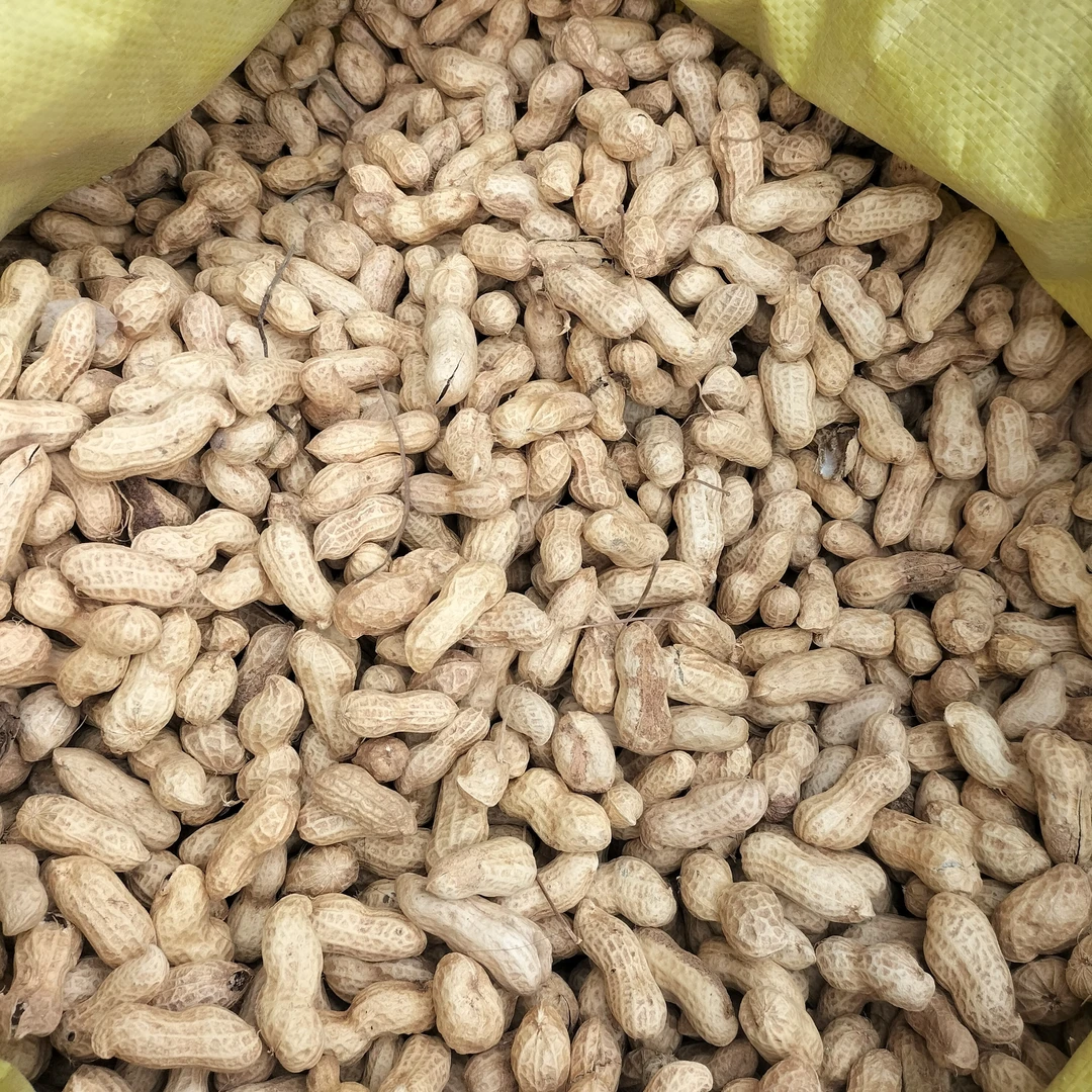 农村自种花生，颗粒饱满，无加工本色花生