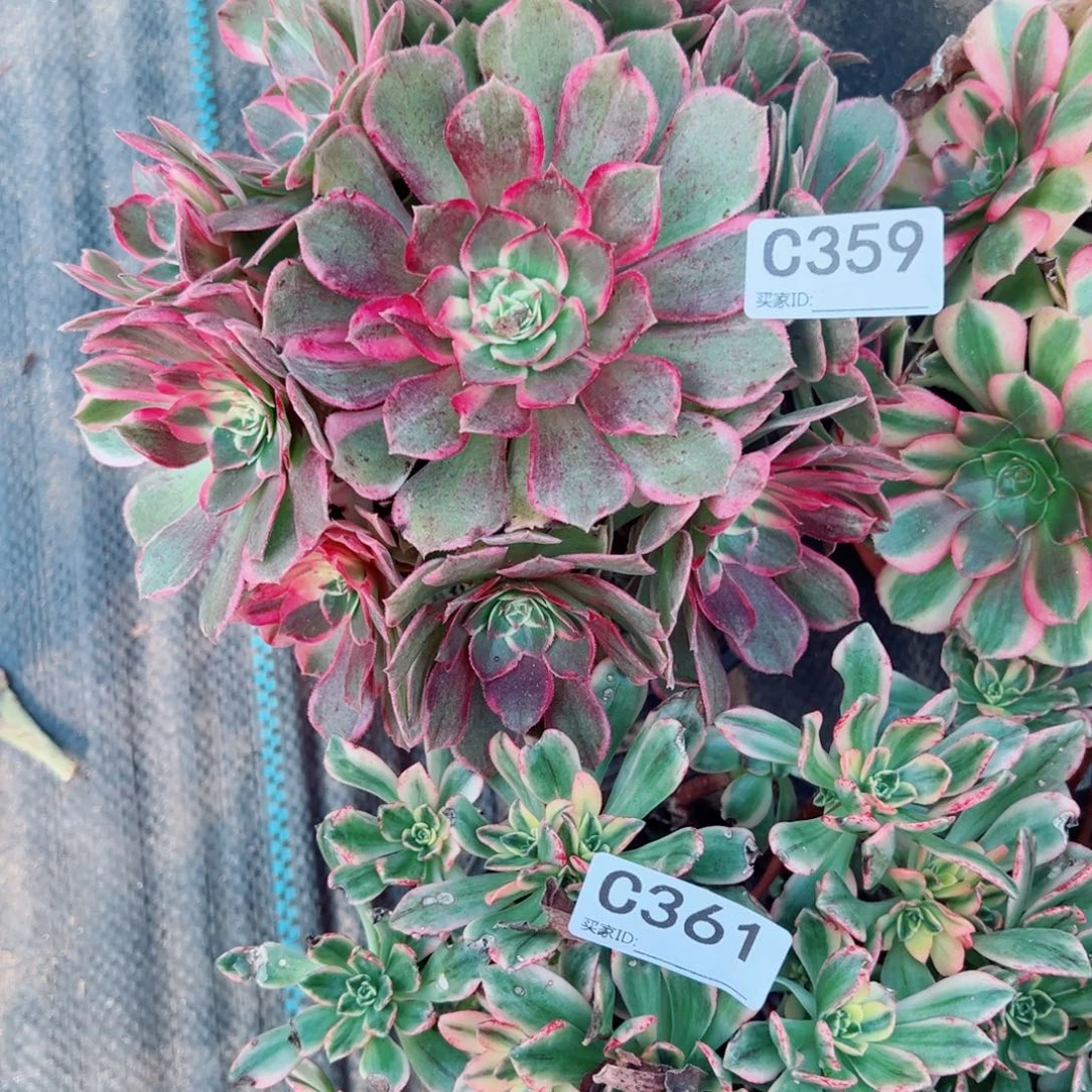 359孔雀翎多肉植物法师多肉