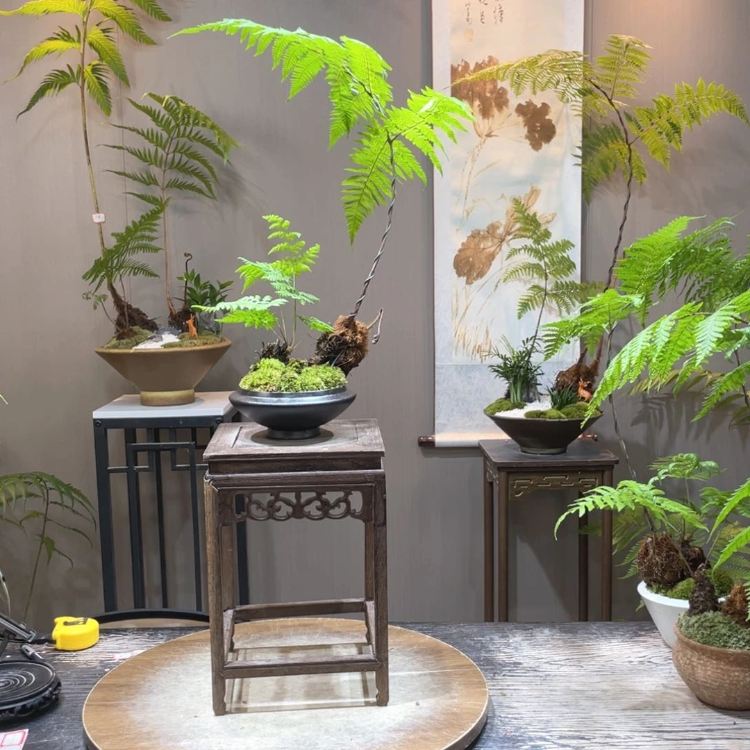 猫*蕨类植物一组自拍