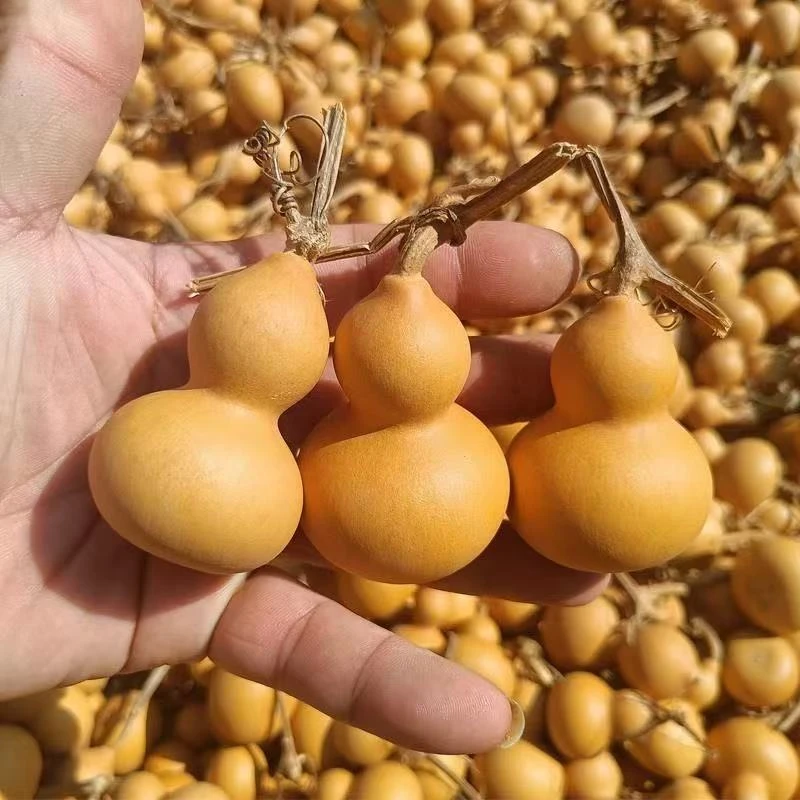 葫芦天然小葫芦手把件盘玩文玩带龙头优选专用福禄