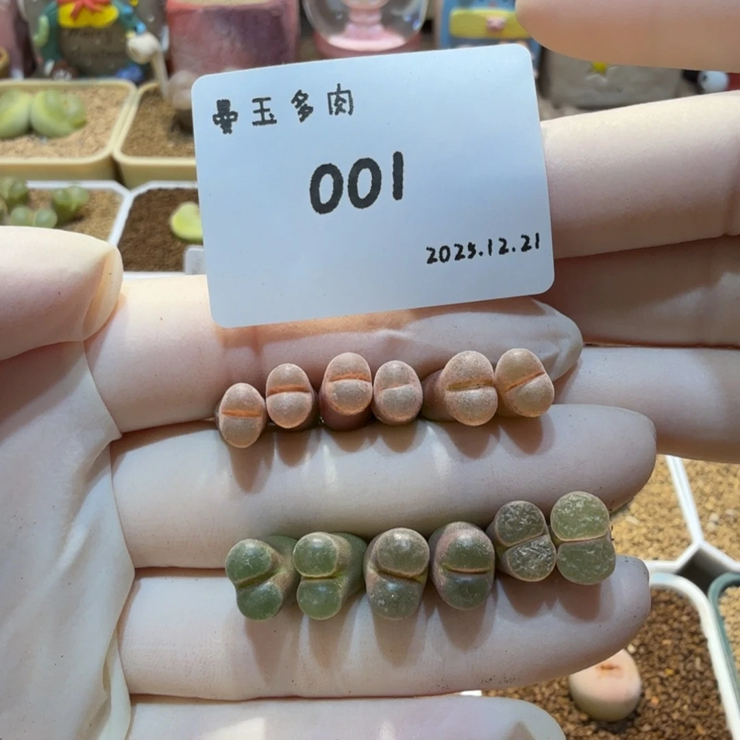 冉***啦多肉多肉多肉12.21-001