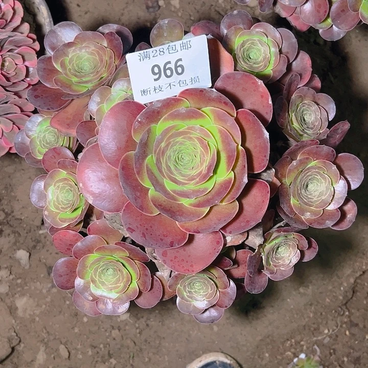 966魅金玫瑰多肉植物