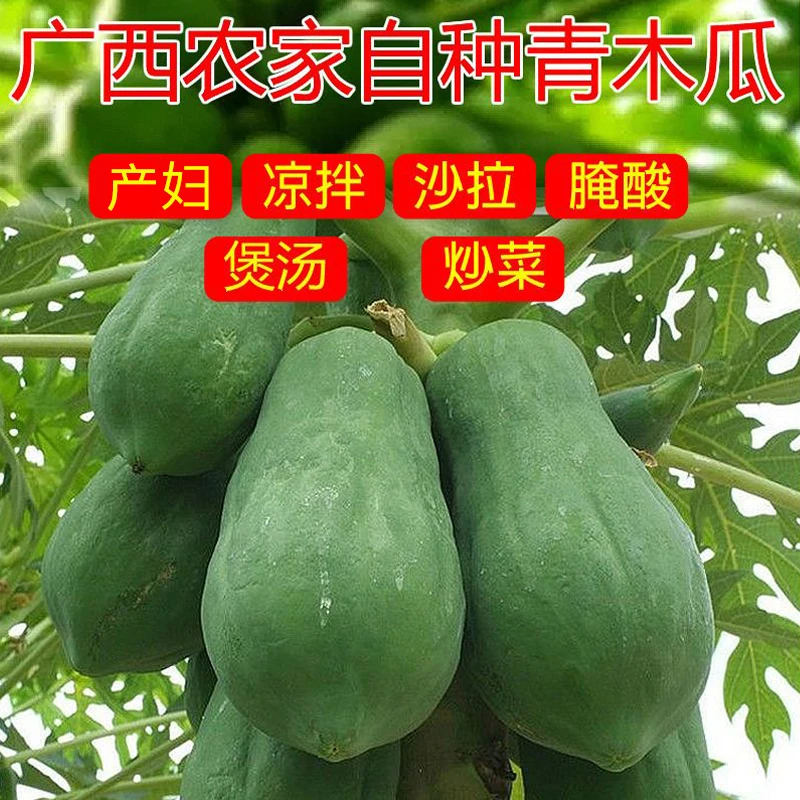 广西青木瓜3/5/9斤现摘蔬菜煲汤舂鸡脚生木瓜酸嘢凉拌沙拉[坏果赔