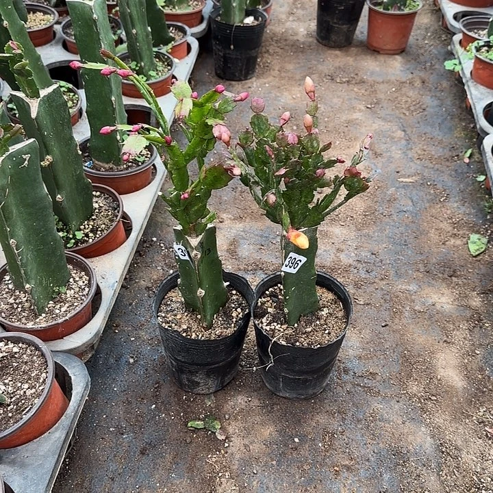 396+397嫁接蟹爪兰：红+黄