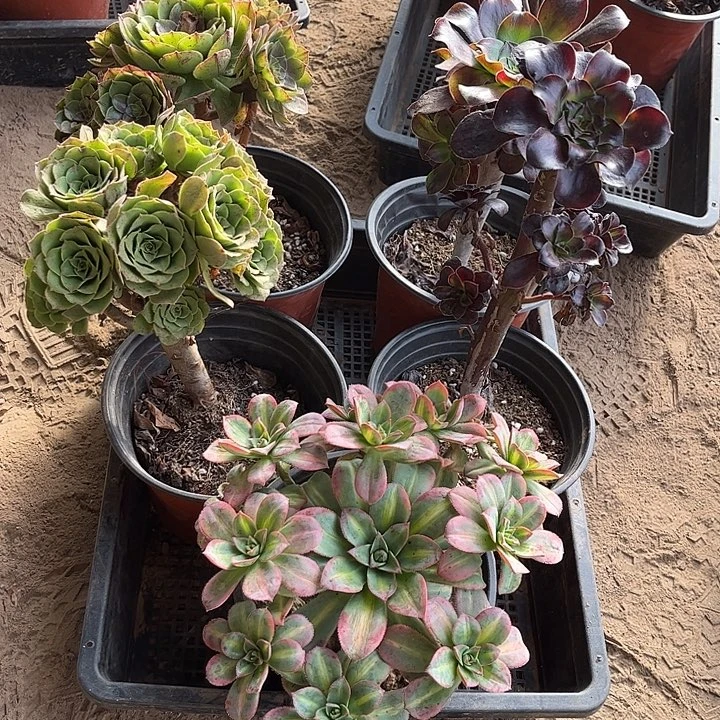 639多肉植物组合，