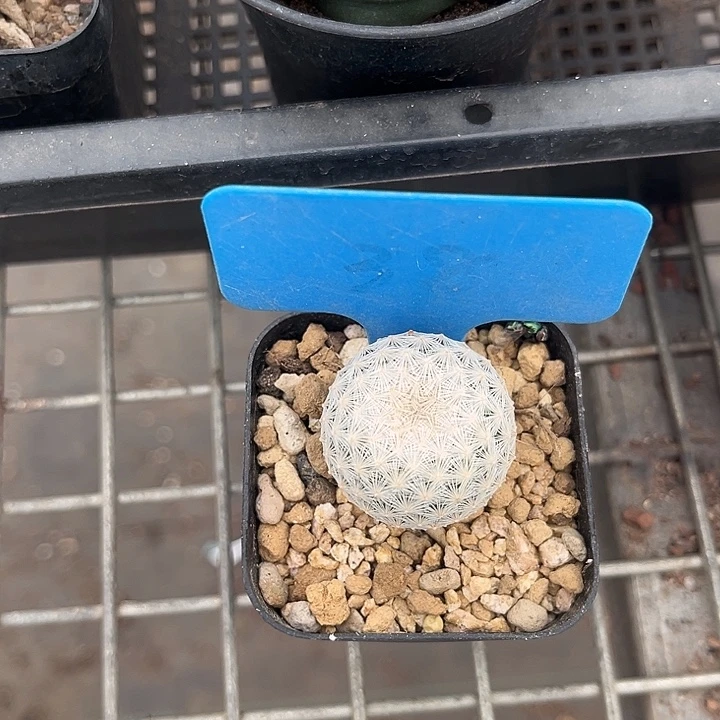 我也不知道我为什么要