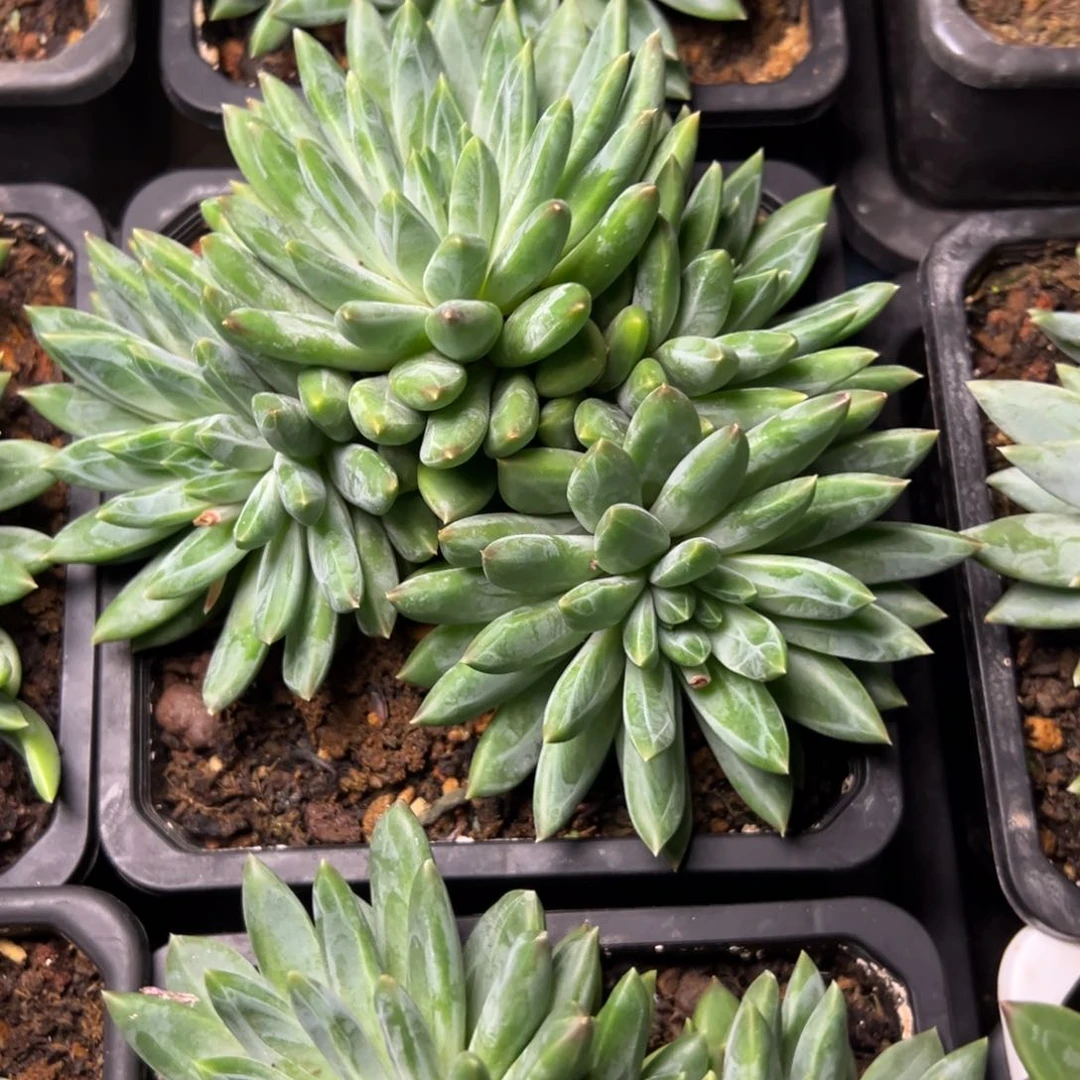 陨石多肉植物39.8