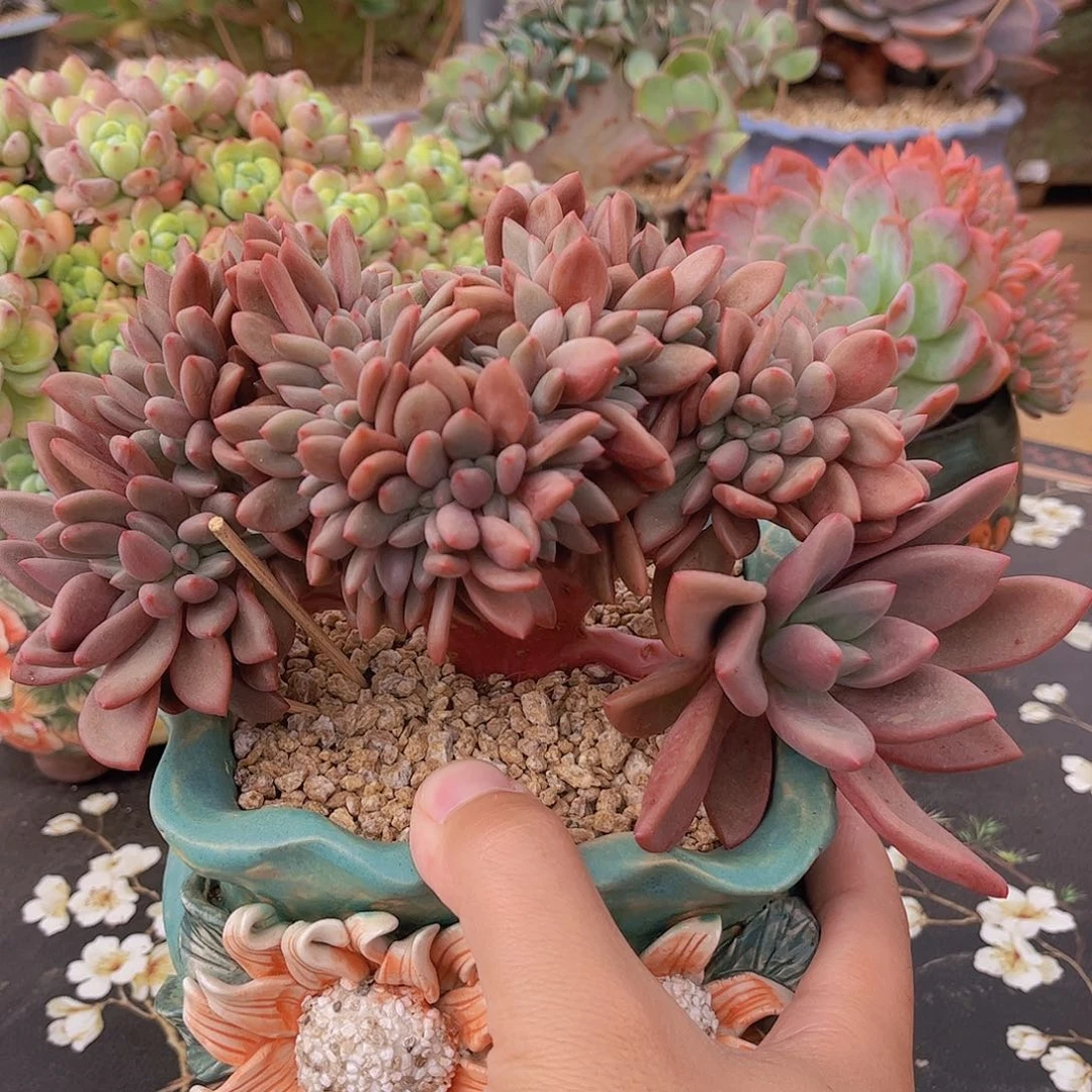 韩版桃花源缀化多肉