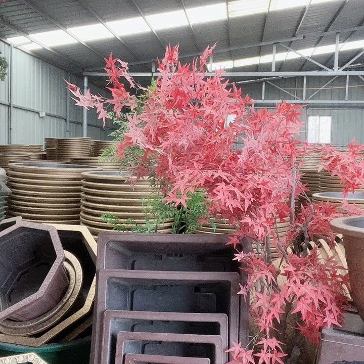 执***过120盆景盆40圆盆11个370包邮