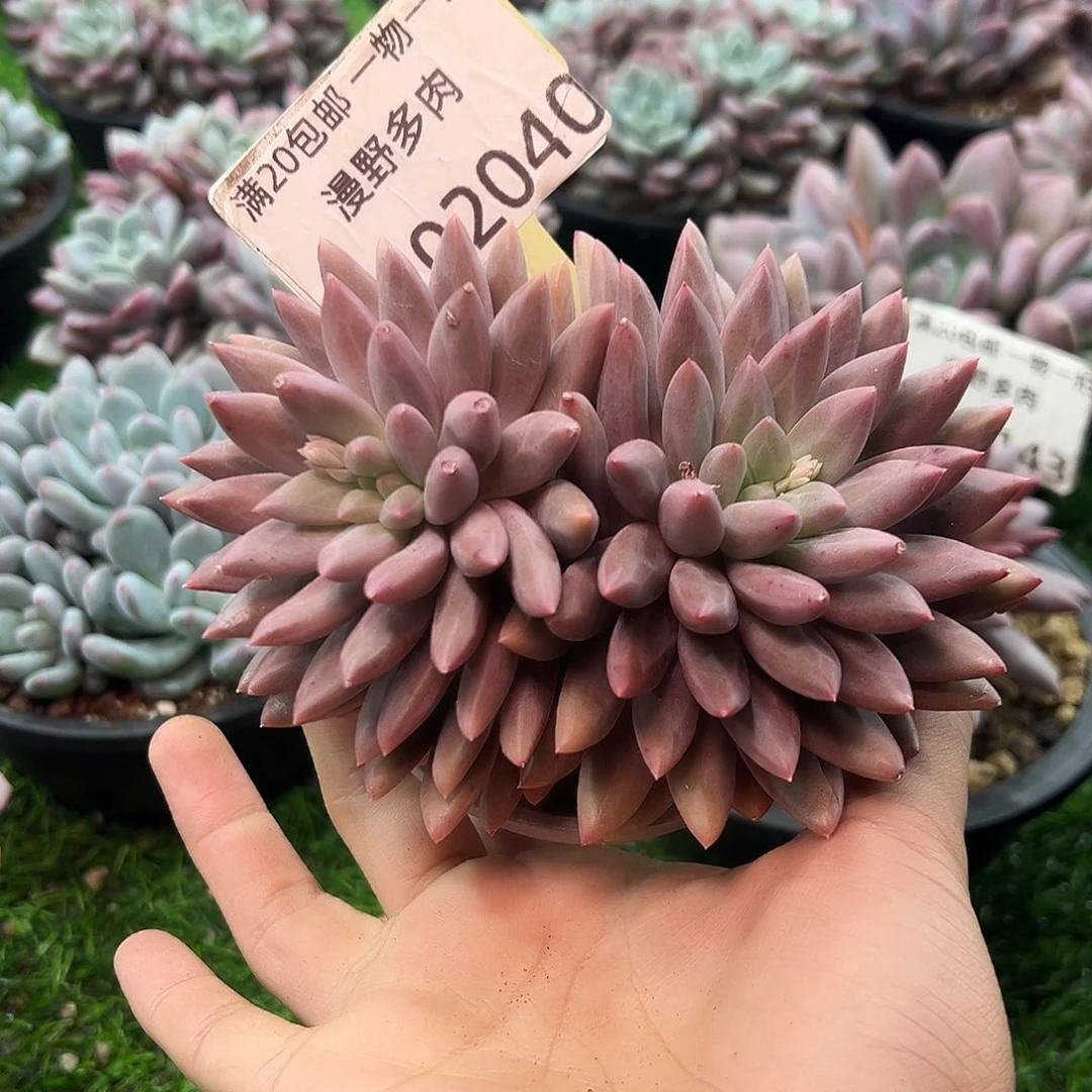 1102040 红蜻蜓双头