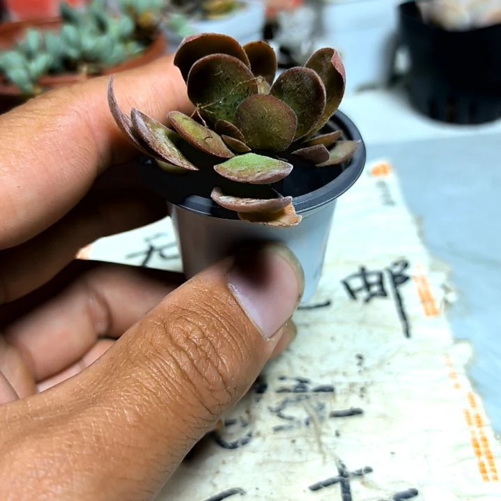 满9元包邮，，清风杂交