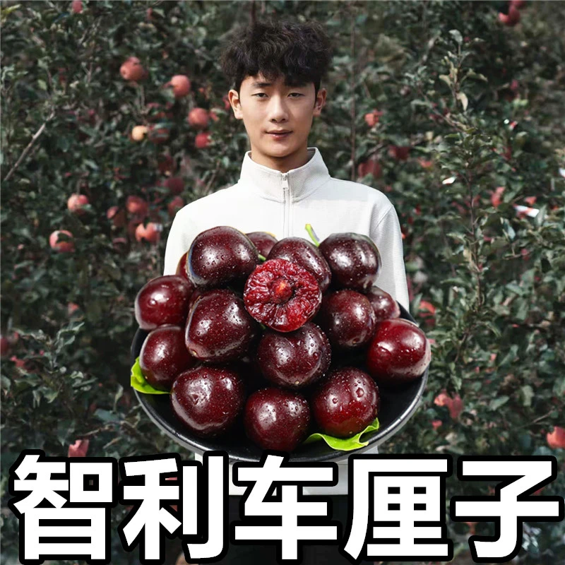 【子豪甄选】现货智利车厘子新鲜水果1.5-5斤2J顺丰空运内附果径卡