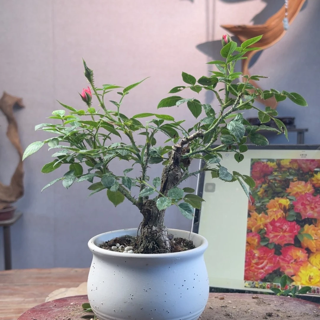 篱***歌少量花朵（建议范围：2朵-5朵 或40%以下）