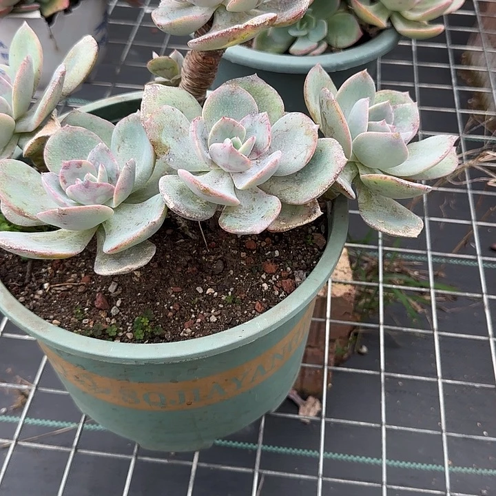 ۵****622不售后白凤脱土发货不退不换