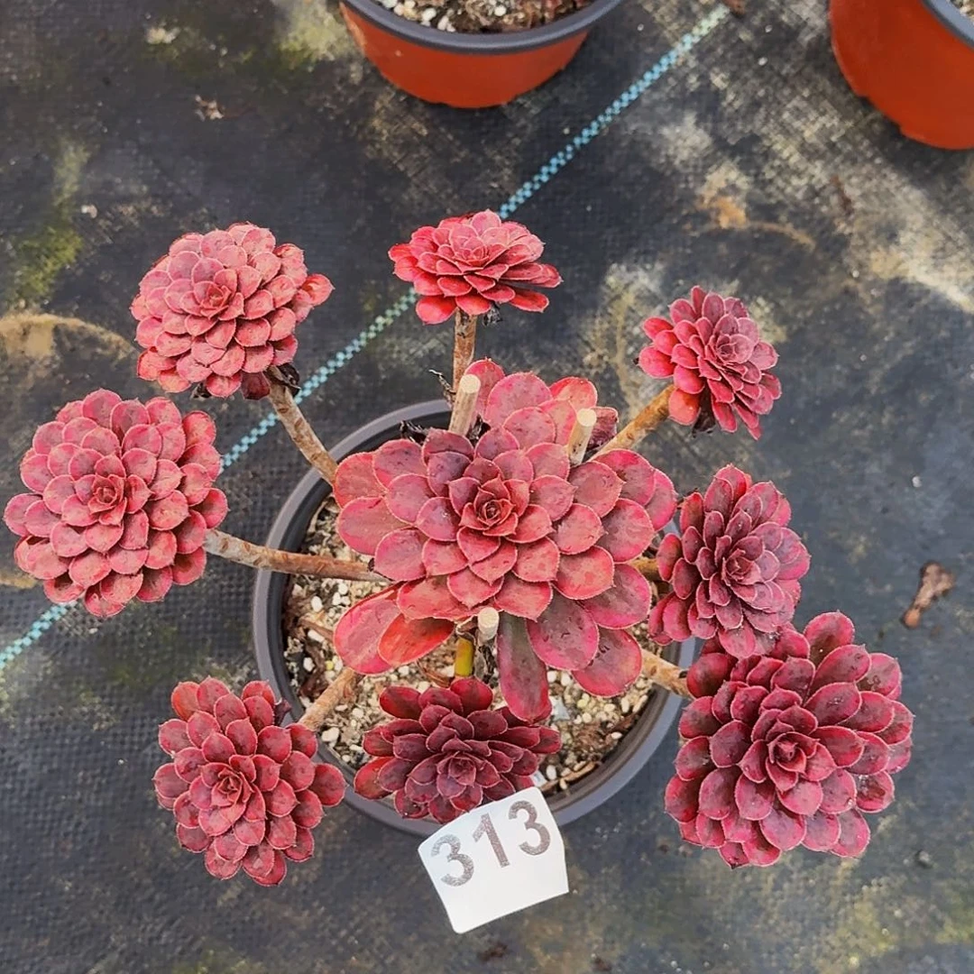 313黑天鹅法师植物多肉