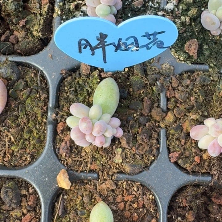 胖yanhua 叶插 多头 一物一拍