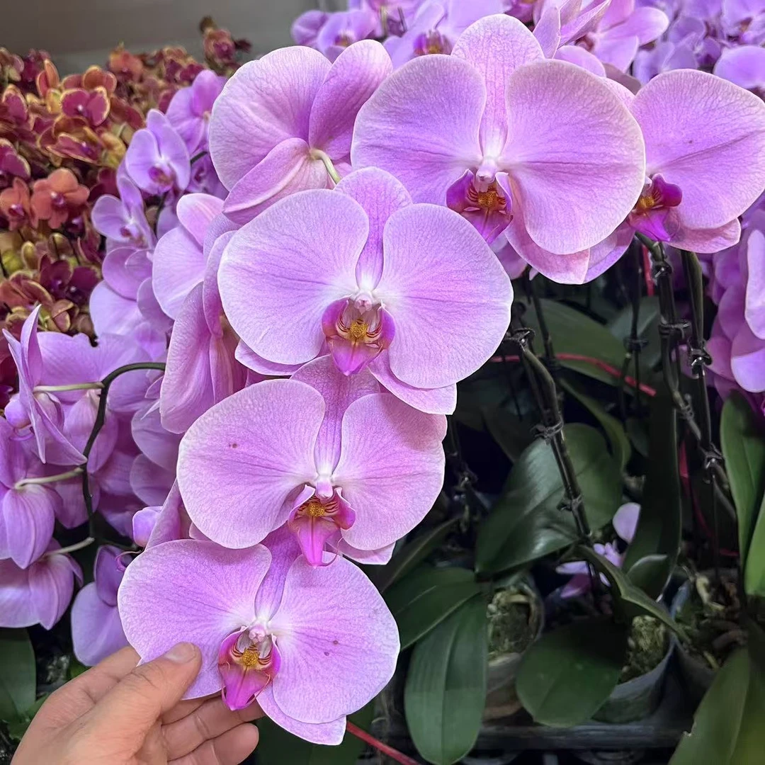 蝴蝶兰【海洋之星】 大花型 欧品 室内花 广州基地直发