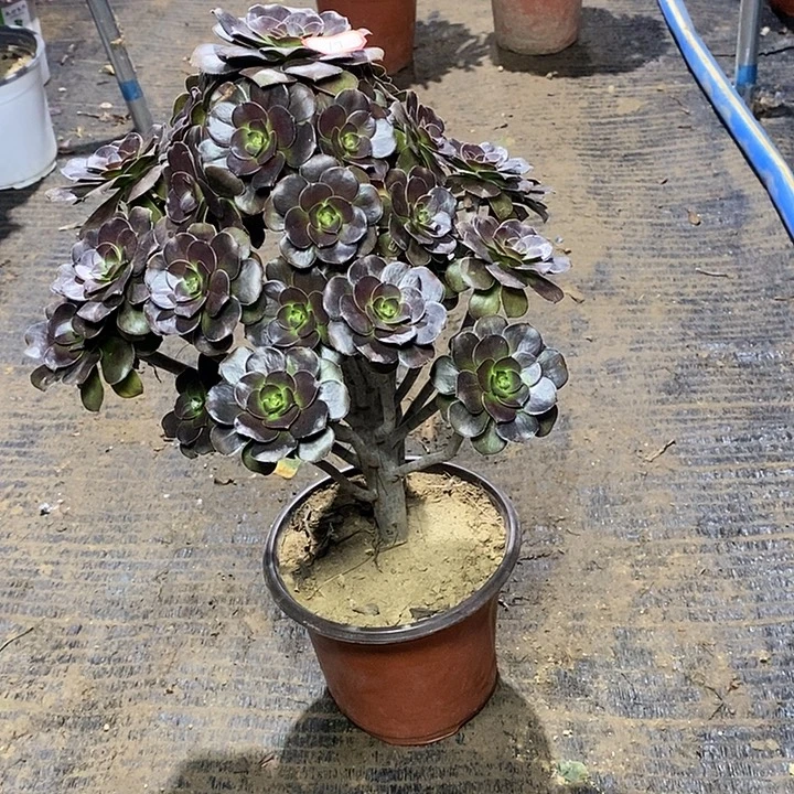 19，灰圆叶多肉14567899900