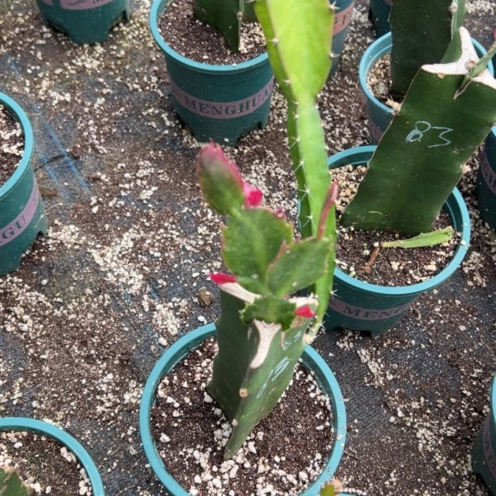 沧***粟50号，083➕052两颗，