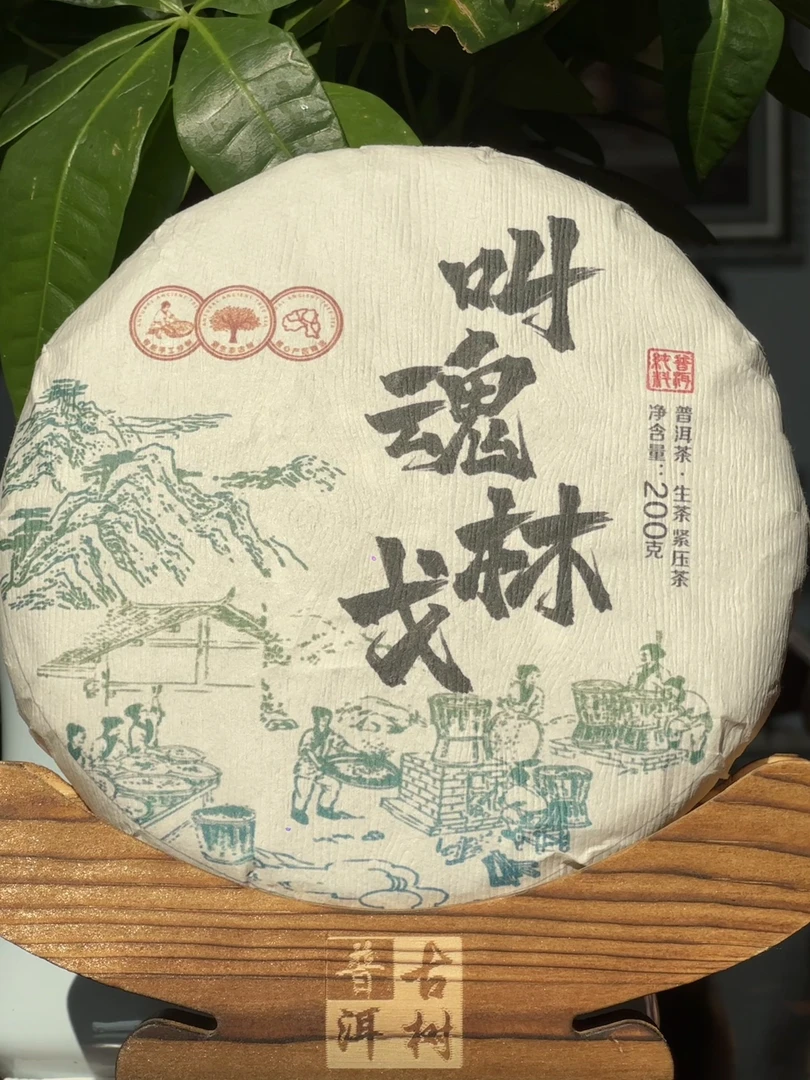 （大中山）叫魂林戈   500年左右树龄的古树普洱生茶