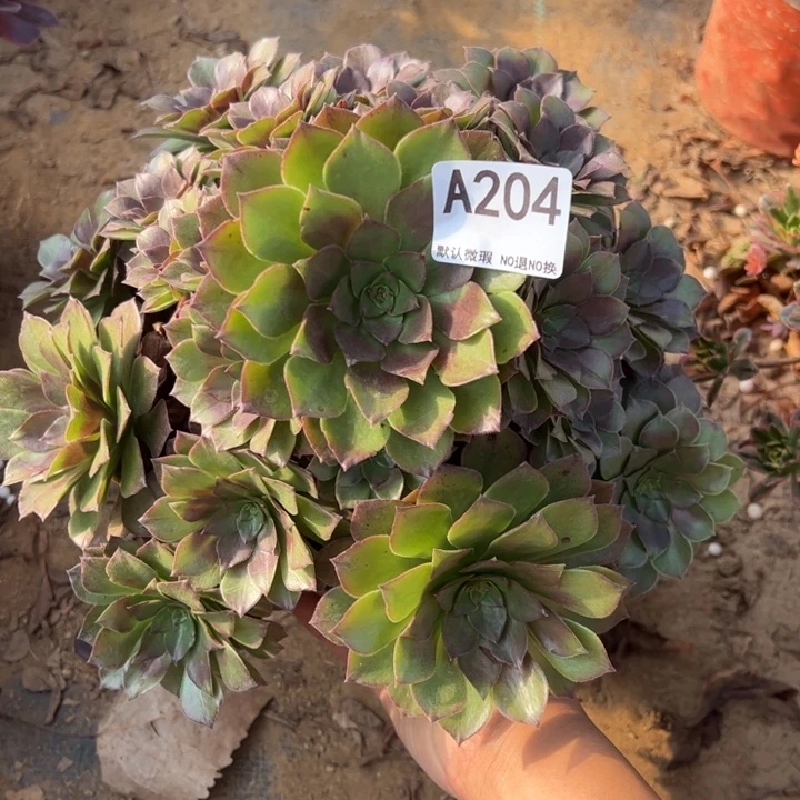 桃花石多肉植物204.