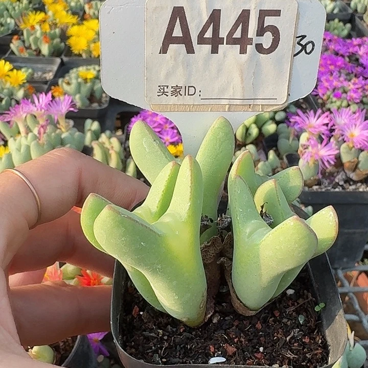 445单头价）哥哥哥哥哥哥哥