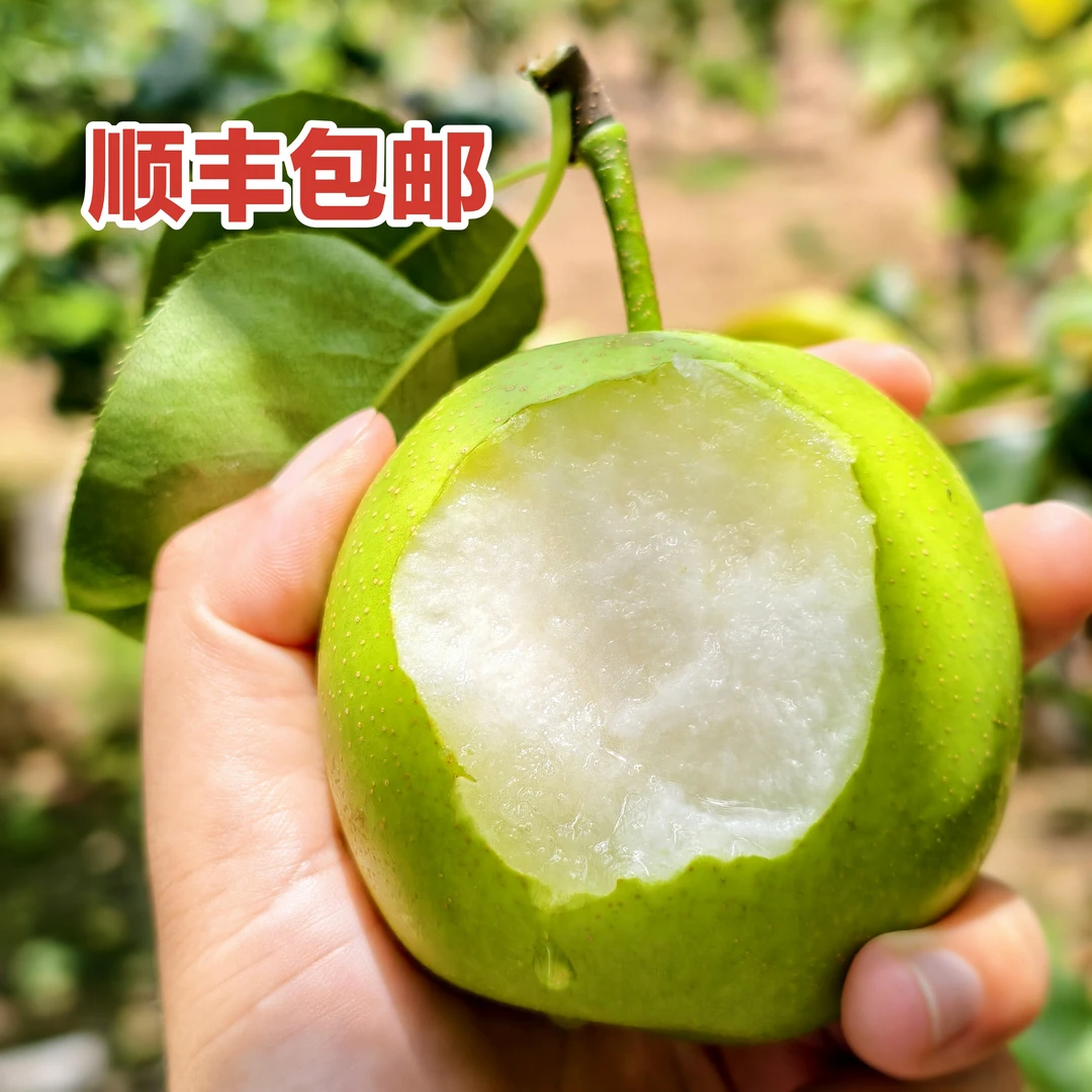 【猪哼哼】夏日快乐梨！正宗四川苍溪翠冠梨~清甜酥脆多汁顺丰包邮