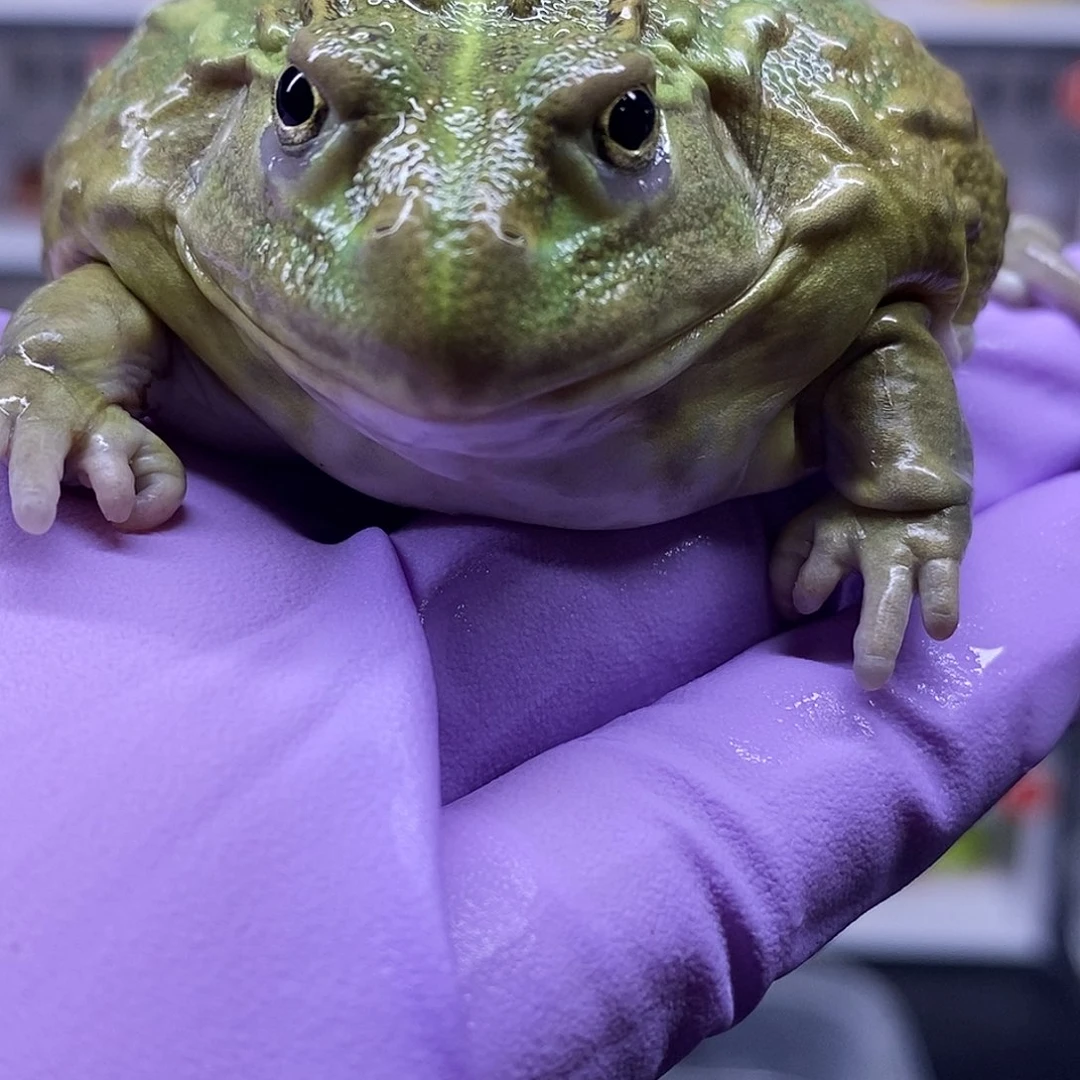 角蛙非牛一只7公分