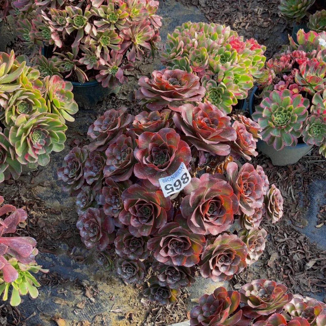 魅金玫瑰法师1-44