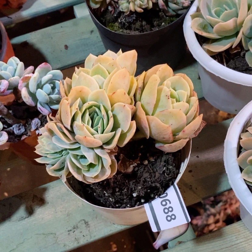 【闪购商品】用****5星娜塔缀0688