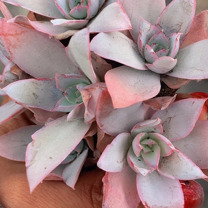 广寒宫7颗 广寒宫小  （满9.99包邮不满9.99发叶子）