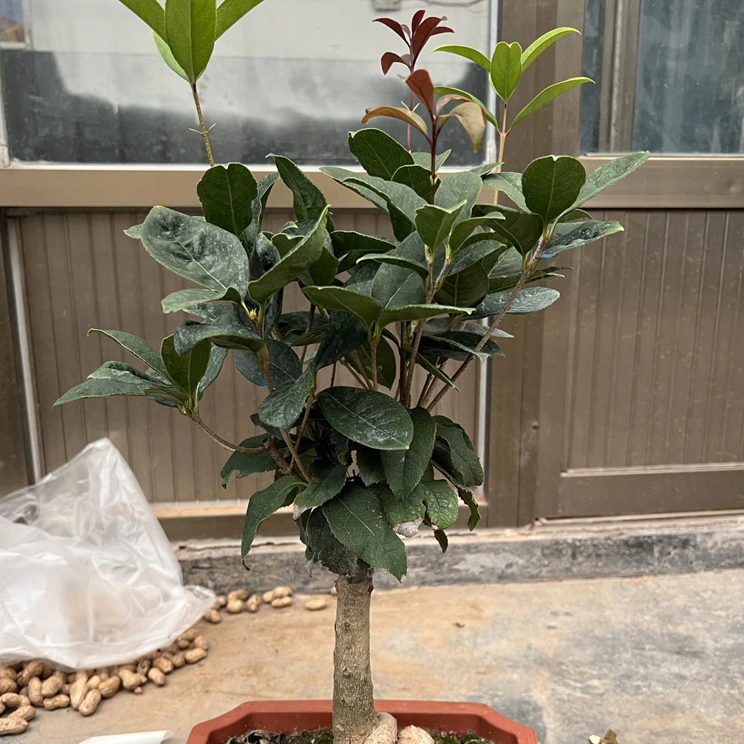 四季桂花盆栽树苗室内浓香型花卉绿植物可食用阳台办公室桌面盆景