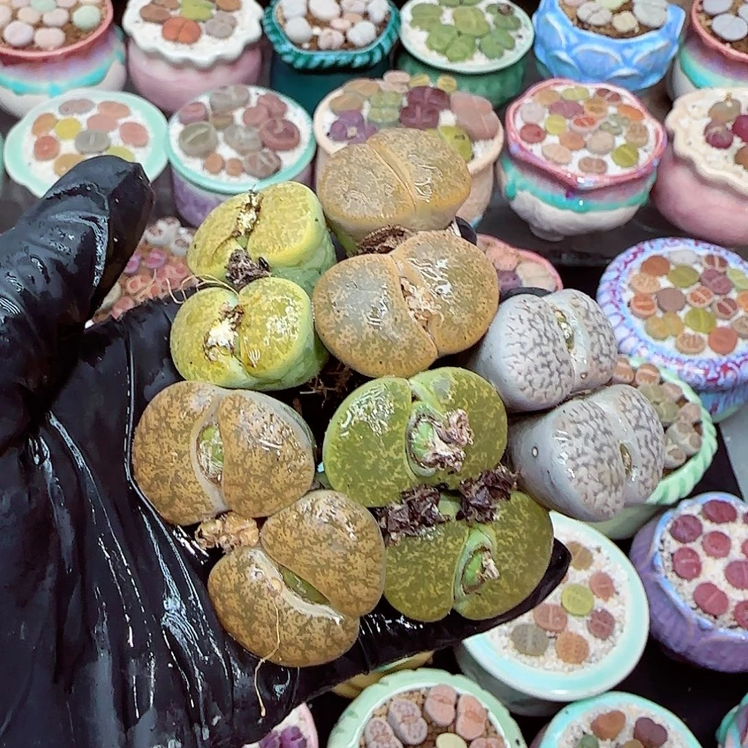 生石花满18包邮0104-91