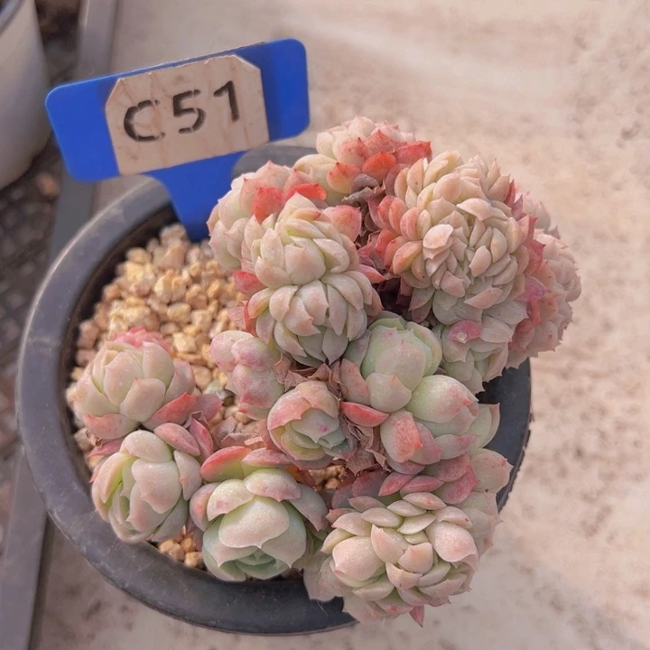 健健康康平平安安多肉