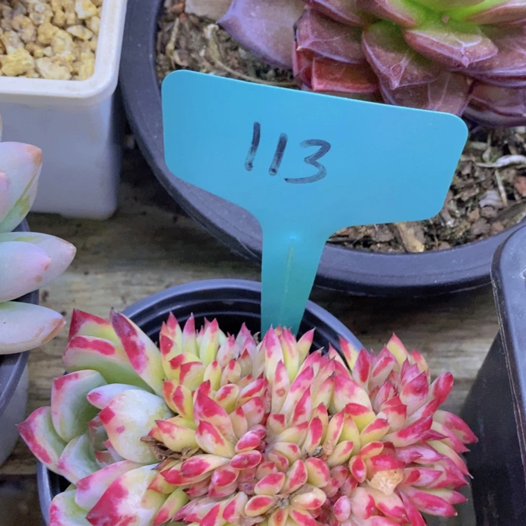 福利专场，最后一场