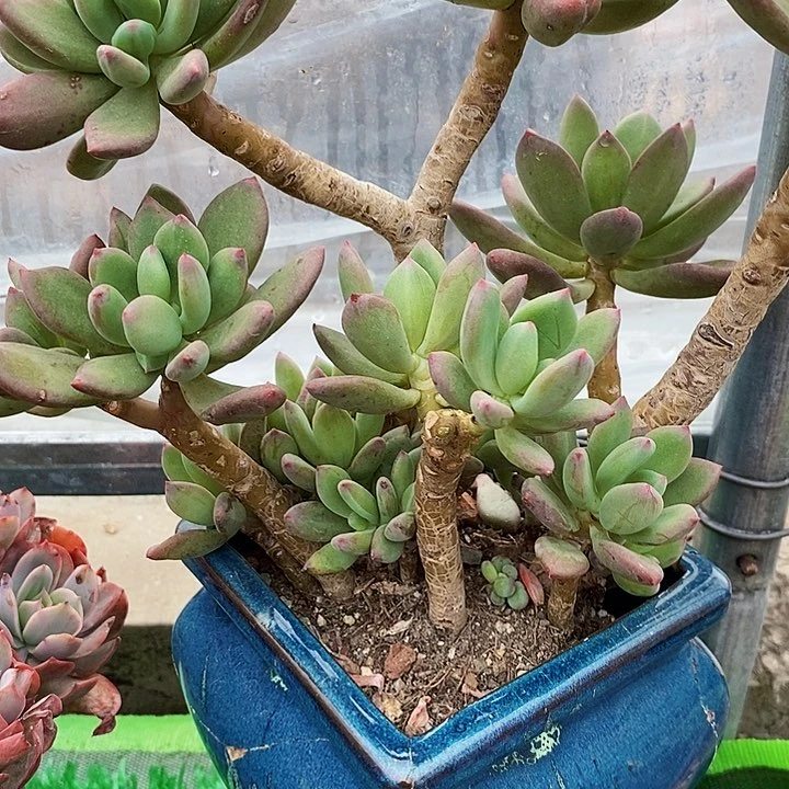 青星美人整无砍多肉