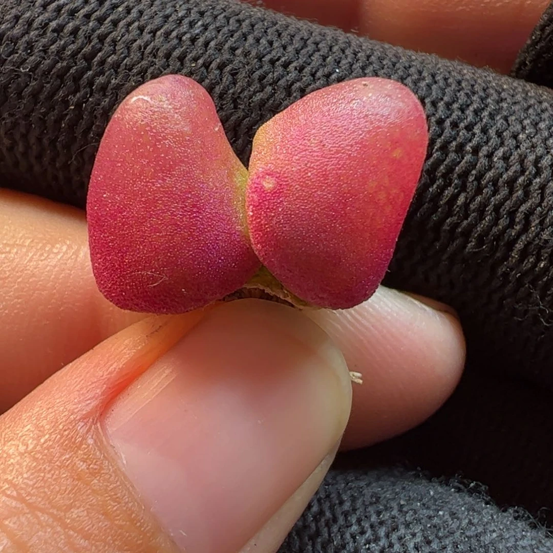 175多肉植物百科