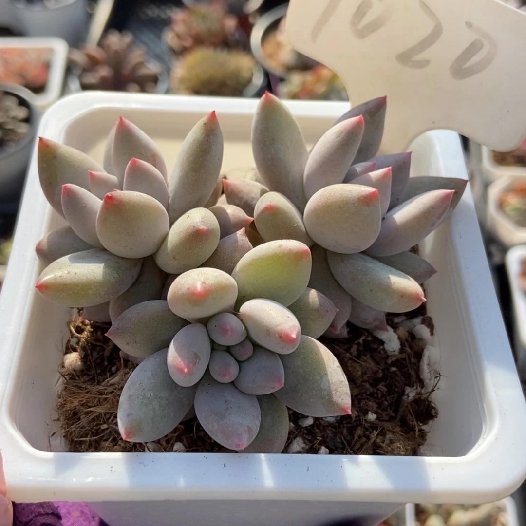 1020所罗门多肉植物保护