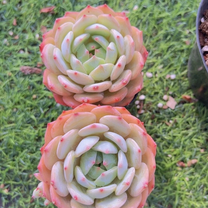 健健康康平平安安