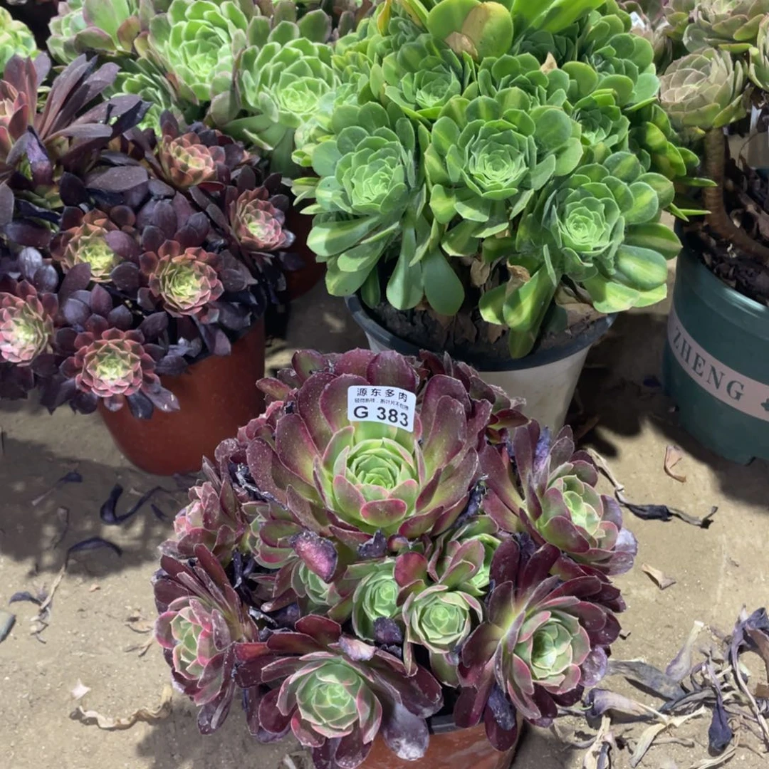 383安娜多肉法师断枝不包