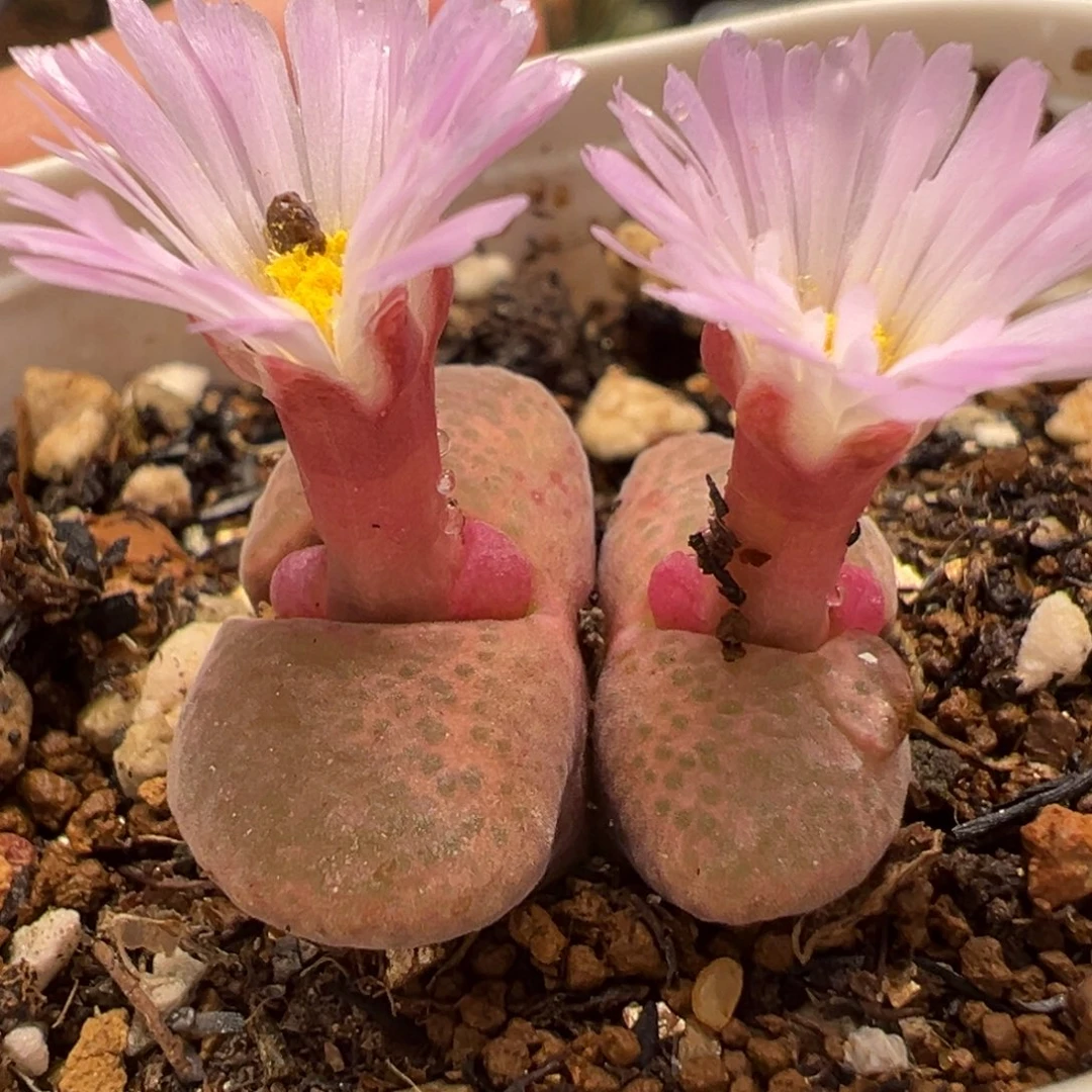 粉风铃多肉植物带盆