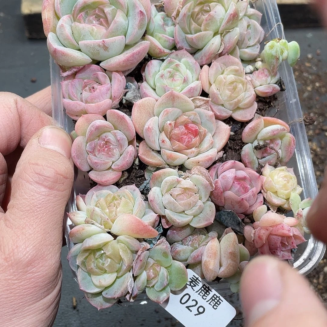 一***宝033。定。