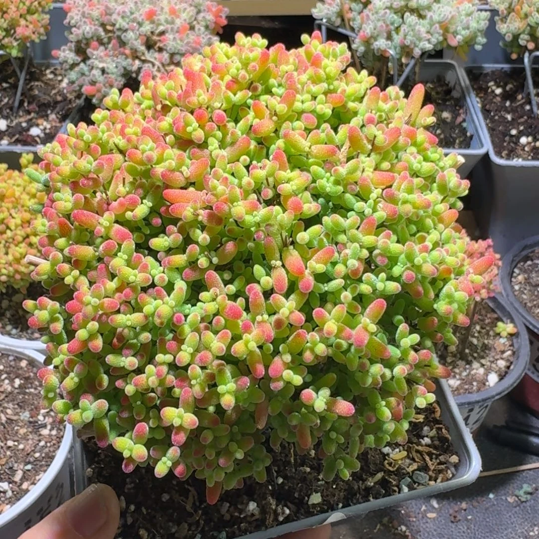 玄***问蜜橘糖球枝干番杏195