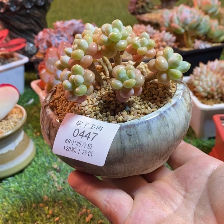 0447啊啊啊啊啊啊啊啊啊啊啊