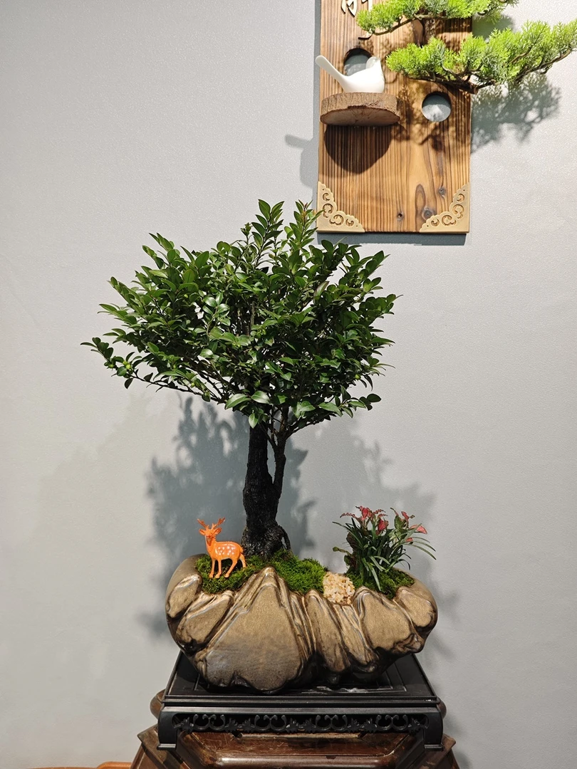 28年老桩小叶紫檀室内桌面高端盆景绿植盆栽好养易活花卉