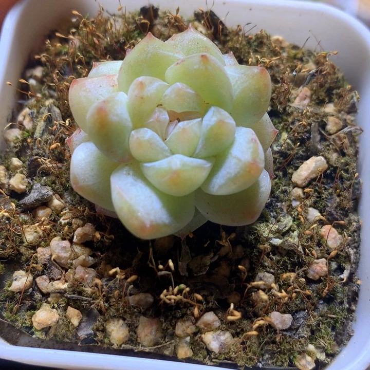 绿钻多肉一物一拍