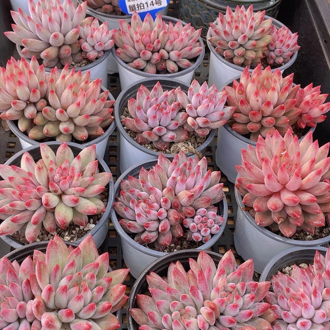 量拍14号 红体虞美人大双头一个