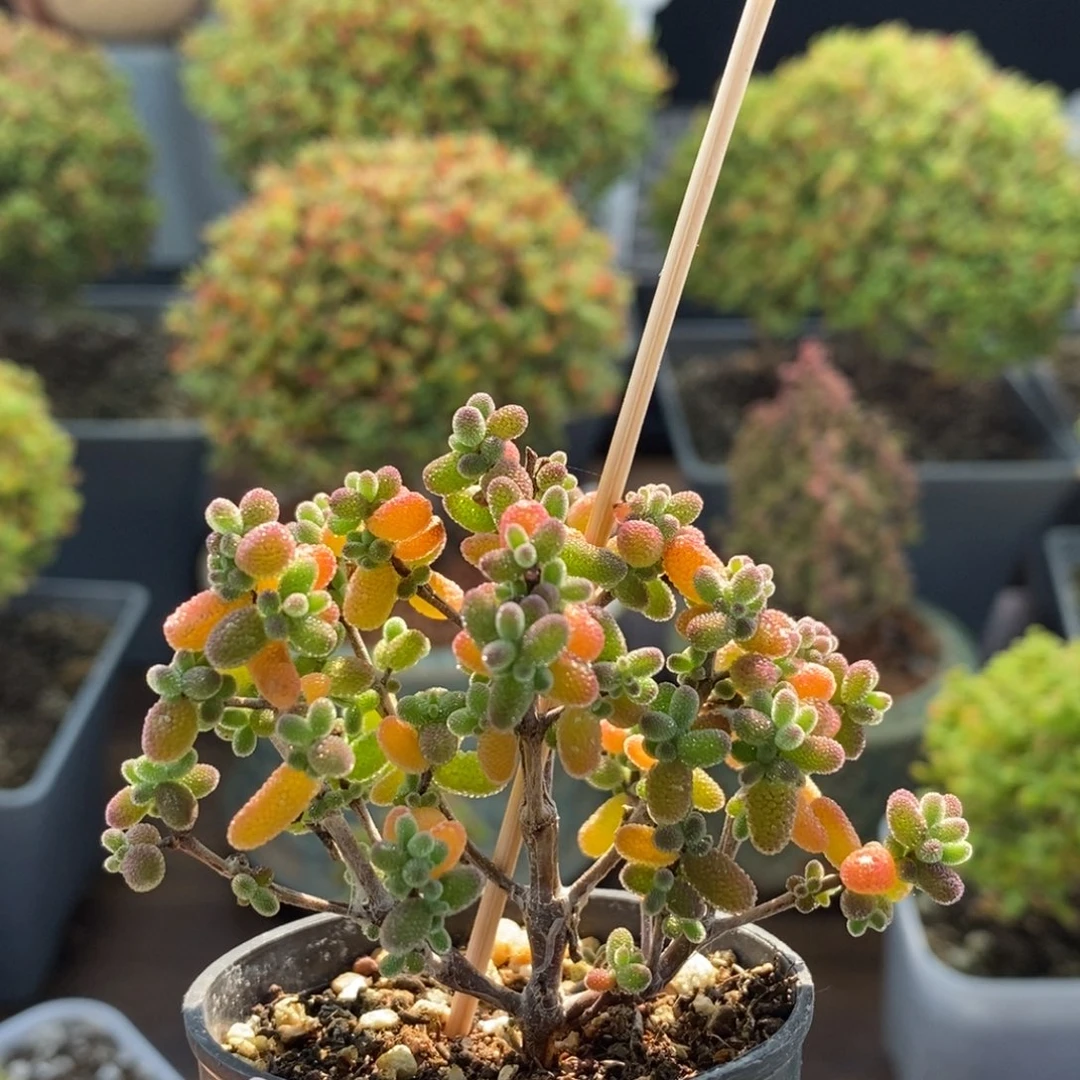 密叶糖球1766枝干番杏