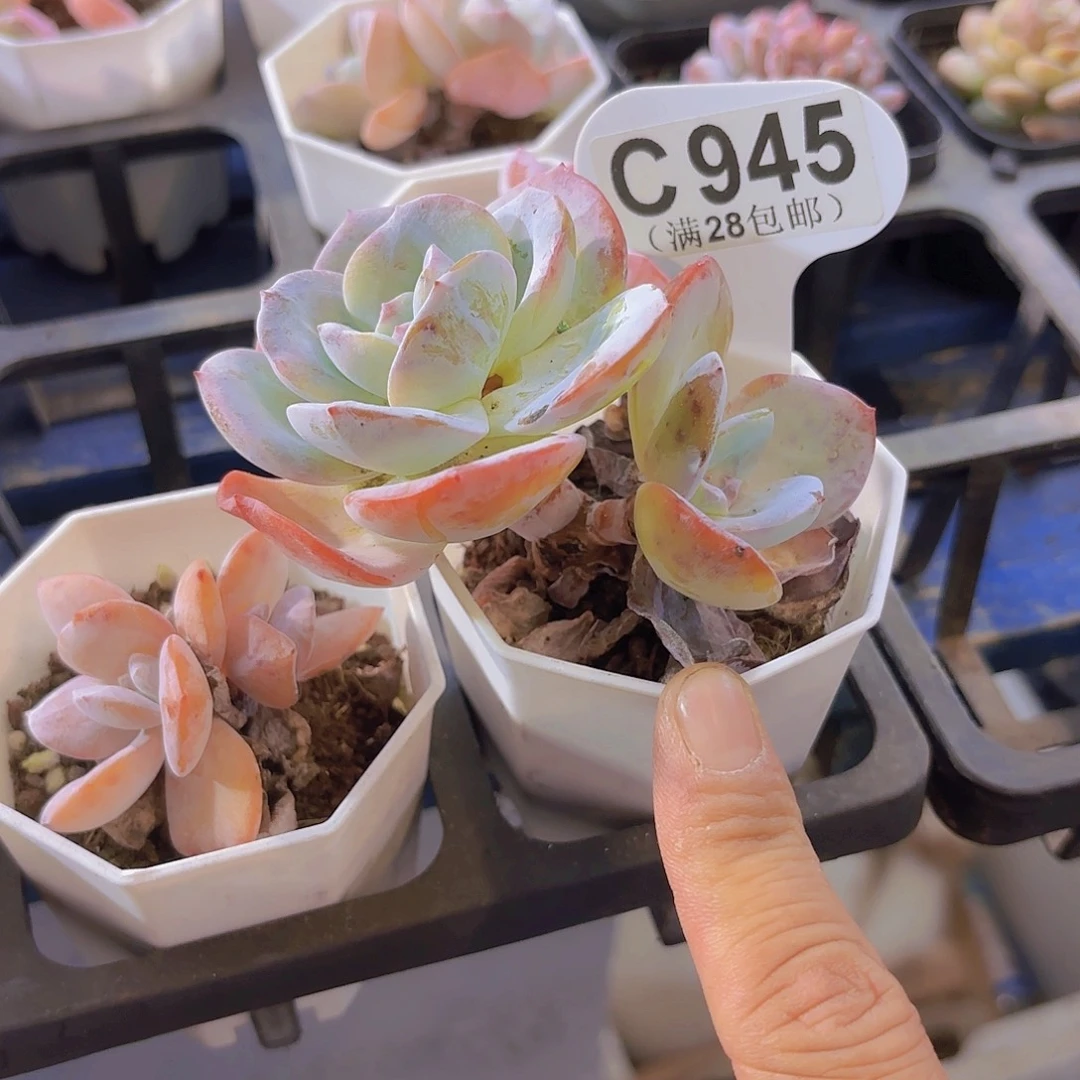 C945奶茶一物一拍
