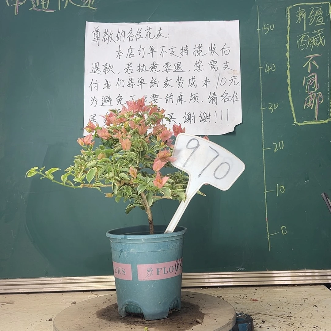 当前无花栽培后可以开花少女心 970